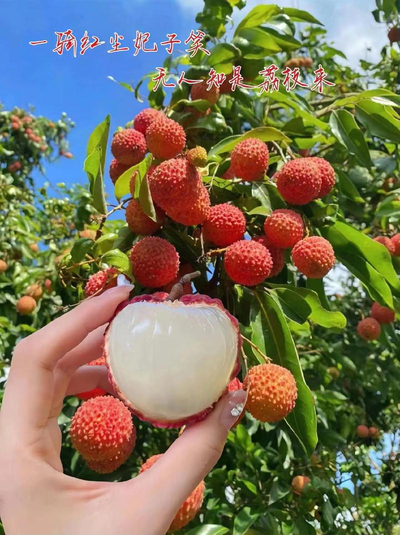 從“一騎紅塵妃子笑”到全球冷鏈：古今冷庫(kù)運(yùn)輸?shù)那暄葑? />
                  </a>
                </div>
                <div   id=